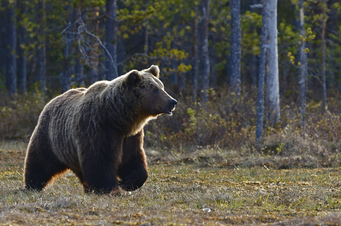 2. Медведь.jpg